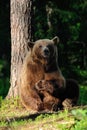 Big brown bear sitting Royalty Free Stock Photo