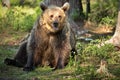 Big brown bear sitting on the ground with opened mouth in a forest in Finland