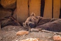 Big brown bear sleeping in the shade