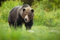 Big brown bear slobbering with mouth open and saliva dropping down on meadow Royalty Free Stock Photo