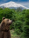 big brown bear standing in the forest Royalty Free Stock Photo