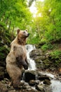 Big brown bear standing on a rock near a waterfall Royalty Free Stock Photo