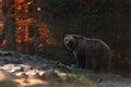 Big Brown Bear Stands In The Background Of The Autumn Forest And Looks Into Your Eyes. Ursus Arctos Brown Bear On The Mountain