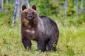 Big brown bear in summer forest Royalty Free Stock Photo