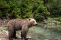 Big Brown bear ursus arctos on the forest background, animal in the wild. National Nature Park Synevyr, Carpathian mountains Royalty Free Stock Photo