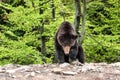 Big Brown bear ursus arctos on the forest background, animal in the wild. National Nature Park Synevyr, Carpathian mountains Royalty Free Stock Photo
