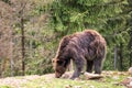 Big Brown bear ursus arctos on the forest background, animal in the wild. National Nature Park Synevyr, Carpathian mountains Royalty Free Stock Photo