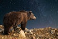 Brown bear and night sky with star Royalty Free Stock Photo