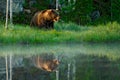 Big brown bear walking around lake in the morning sun. Dangerous animal in the forest. Wildlife scene from Europe. Brown bird in Royalty Free Stock Photo