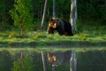 Big brown bear walking around lake in the morning sun. Dangerous animal in the forest. Wildlife scene from Europe. Brown bird in Royalty Free Stock Photo