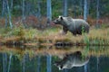 Veľký hnedý medveď kráčajúci okolo jazera v rannom slnku. Nebezpečné zviera v lese. Divoká scéna z Európy. Hnedý vták v