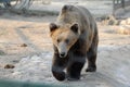 Big brown bear, walking in front of the yard of the zoo Royalty Free Stock Photo