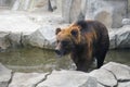 Big brown bear walking standing in zoo pool, wildlife concept Royalty Free Stock Photo