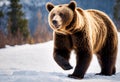 Big brown bear walking in the winter forest. Ranging or insomniac travelling bear