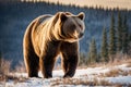 Big brown bear walking in the winter forest