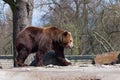 Big brown bear in a zoo on an artificial rock