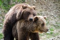 Brown bears mating in forest Royalty Free Stock Photo