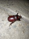 Big brown beetle