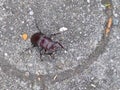Big brown beetle