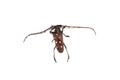 Big brown beetle, isolate on a white background, batocera rubus