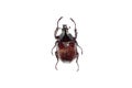 Big brown beetle, isolate on a white background, chalcosoma caucasus Royalty Free Stock Photo
