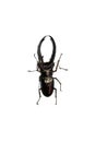 Big brown beetle, isolate on a white background, cyclommatus elaphus Royalty Free Stock Photo