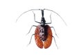 Big brown beetle, isolate on a white background, mormolyce phillodes Royalty Free Stock Photo