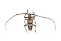 Big brown beetle, isolate on a white background, neocerambyx gigas Royalty Free Stock Photo