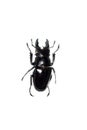 Big brown beetle, isolate on a white background, odontolabis siva Royalty Free Stock Photo