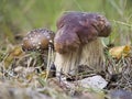 Big brown boletus and little toadstool in the grass