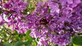 Big brown bug in lilac tree, macro photogarden in Bulgaria Royalty Free Stock Photo