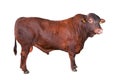 Big brown Bull isolated on white background full length