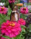 BIG BUTTERFLY INSECT WILDFLOWER GARDEN . Royalty Free Stock Photo