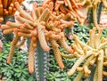 Big brown cactus in a close garden