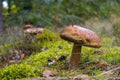 Big brown cap edible mushroom and forest glade Royalty Free Stock Photo