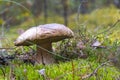 Big brown cap edible mushrooms grows in moss Royalty Free Stock Photo