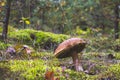 Big brown cap edible mushrooms grows in wood Royalty Free Stock Photo