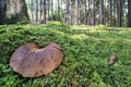 Big brown cap of inedible mushroom velvet roll-rim on forest tree trunks background. Tapinella atrotomentosa