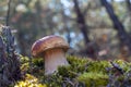 Big brown cap mushroom grow in wood Royalty Free Stock Photo