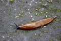 Big brown caterpillar crawing on the ground closeup Royalty Free Stock Photo