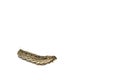 Big brown caterpillars on a white background are shot close-up, showing the caterpillars in fine detail, with a complementary