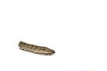 Big brown caterpillars on a white background are shot close-up, showing the caterpillars in fine detail, with a complementary