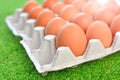 Big brown chicken eggs in a eggs box tray on a green grass Royalty Free Stock Photo