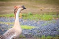 Big brown Chinese geese, the domesticated form of the swan goose