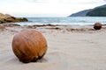 Big brown coconut on tropical beach.