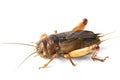 Big brown cricket insect Royalty Free Stock Photo