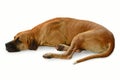 Big brown dog Royalty Free Stock Photo