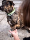 Big brown dog giving the paw to the person with the blurred background Royalty Free Stock Photo