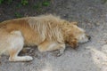 Big brown dog lies and sleeps on gray sand