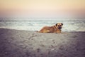Dog lying at beach Royalty Free Stock Photo